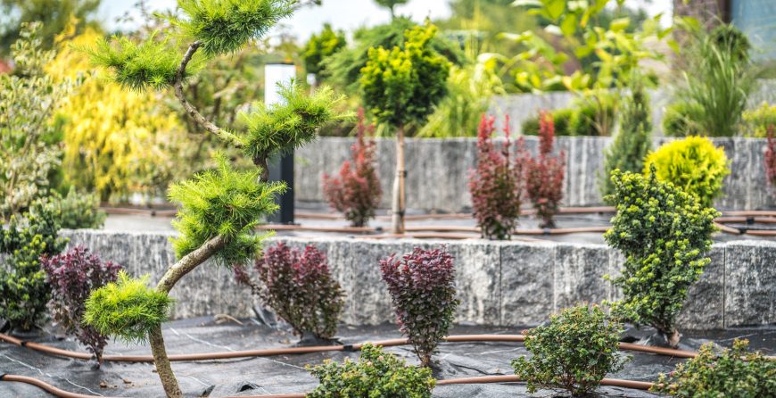 Plants with irrigation